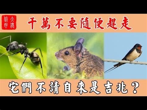 螞蟻風水|【家裏有螞蟻風水】家裏有螞蟻風水的吉凶徵兆：你必須知道的！